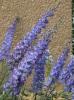 Delphinium Ostrožka