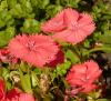 Dianthus Hvozdík