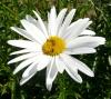 Leucanthemum Kopretina
