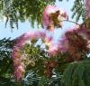 Albizia julibrissin Albízie růžová