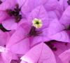 Bougainvillea 