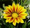 Gazania Gazánie