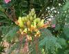 Caesalpinia gilliesii Sapan Gilliesův
