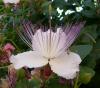 Capparis spinosa Kapara trnitá