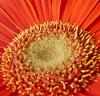 Gerbera jamesonii Gerbera
