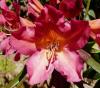 Rhododendron Pěnišník