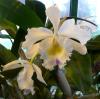 Cattleya - \'Harold alba\' 