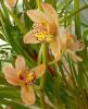 Cymbidium 