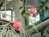 Grevillea banksii Grevillea banksova