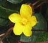 Hibbertia dentata Hibertie zubatá