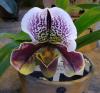 Paphiopedilum Střevíčník