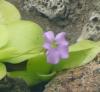 Pinguicula gigantea 