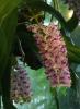 Rhynchostylis gigantea 