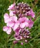 Aethionema grandiflorum Sivutka velkokvětá