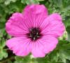 Geranium subcaulescens Kakost