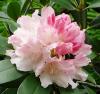 Rhododendron Pěnišník