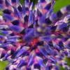 Aechmea \'Blue Rain\' Echmea