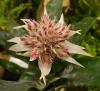Aechmea fasciata Echmea