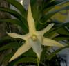 Angraecum sesquipedale 