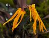 Bulbophyllum forestii 