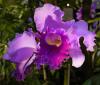 Cattleya hybrid Kattleja