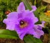 Cattleya hybrid Kattleja