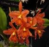 Cattleya hybrid 