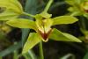 Cymbidium iowianum 
