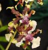 Oncidium \'Sharry\'s Baby\' 