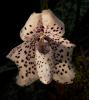 Paphiopedilum bellatiilum Střevíčník