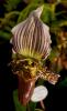 Paphiopedilum fairrieanum Střevíčník