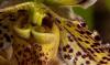Paphiopedilum fairrieanum Střevíčník