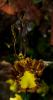 Psychopsis mariposa 