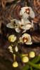Sarcochilus hartmanii 