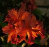 Sophrolaeliocattleya \'Coastal Magic\' 