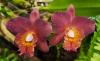 Sophrolaeliocattleya \'Mini Doris\' 
