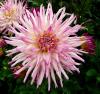 Dahlia \'Jindra\' Jiřinka