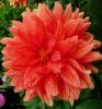 Dahlia \'Pálava\' Jiřinka