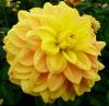 Dahlia \'Pastel\' Jiřinka
