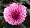 Dahlia \'Quido\' Jiřinka