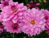 Dahlia \'Rigel\' Jiřinka