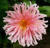 Dahlia \'Rosana\' Jiřinka