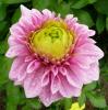 Dahlia \'Saxana\' Jiřinka