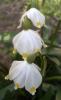Leucojum vernum Bledule jarní