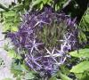 Allium christophii Česnek Christophův
