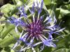 Centaurea Chrpa