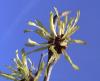 Hamamelis Vilín