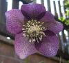 Helleborus Čemeřice