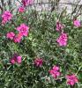 Dianthus alpinus Hvozdík alpský