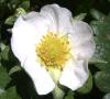 Fragaria Jahodník